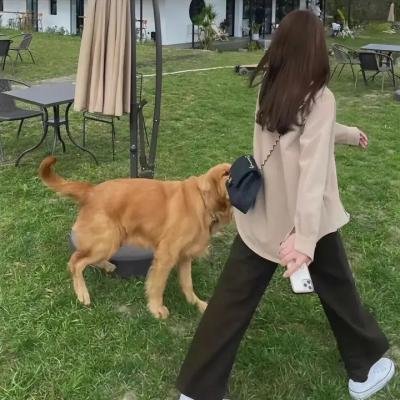 疯狂的导演